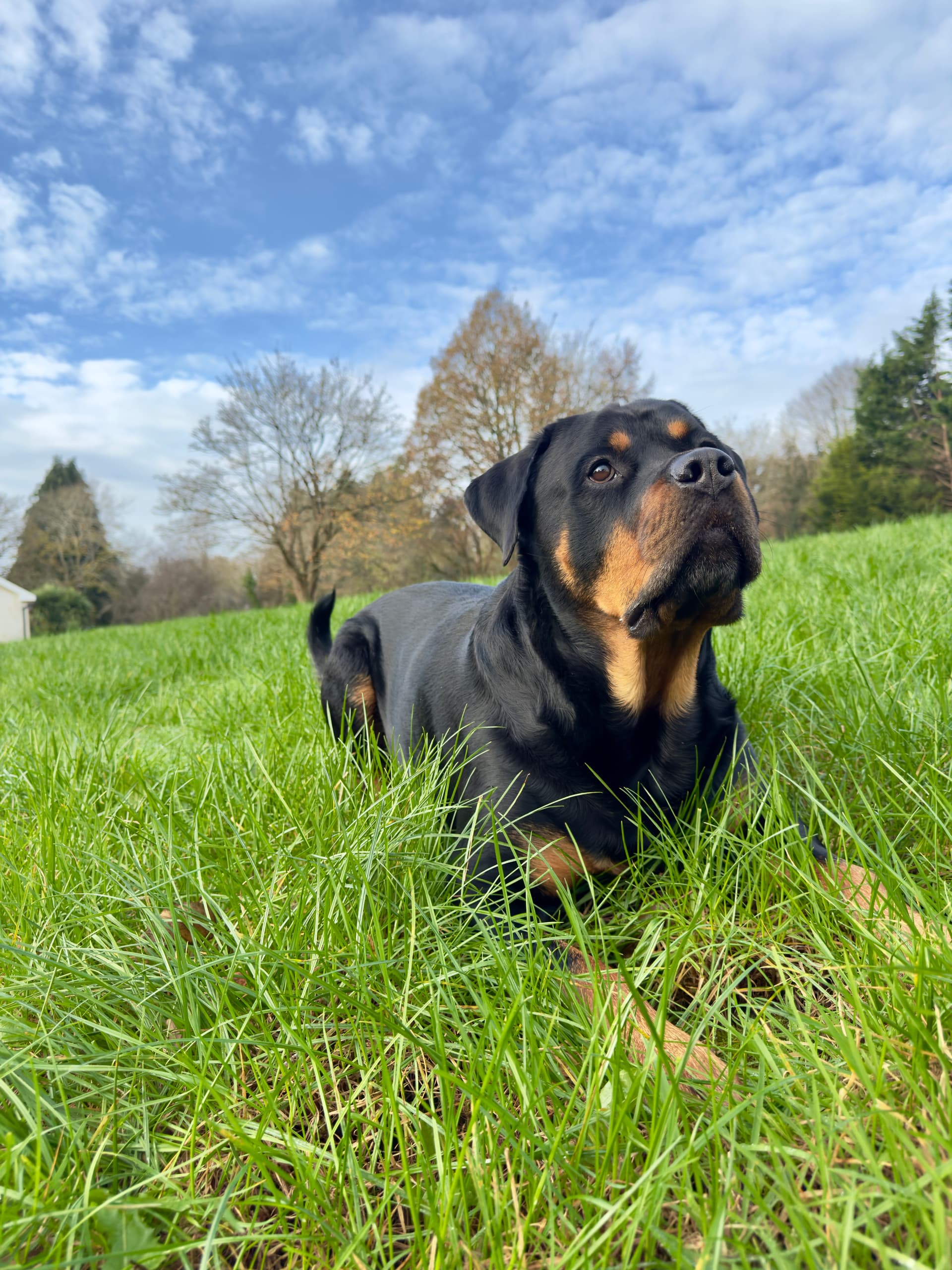 Kaiser laying in the grass