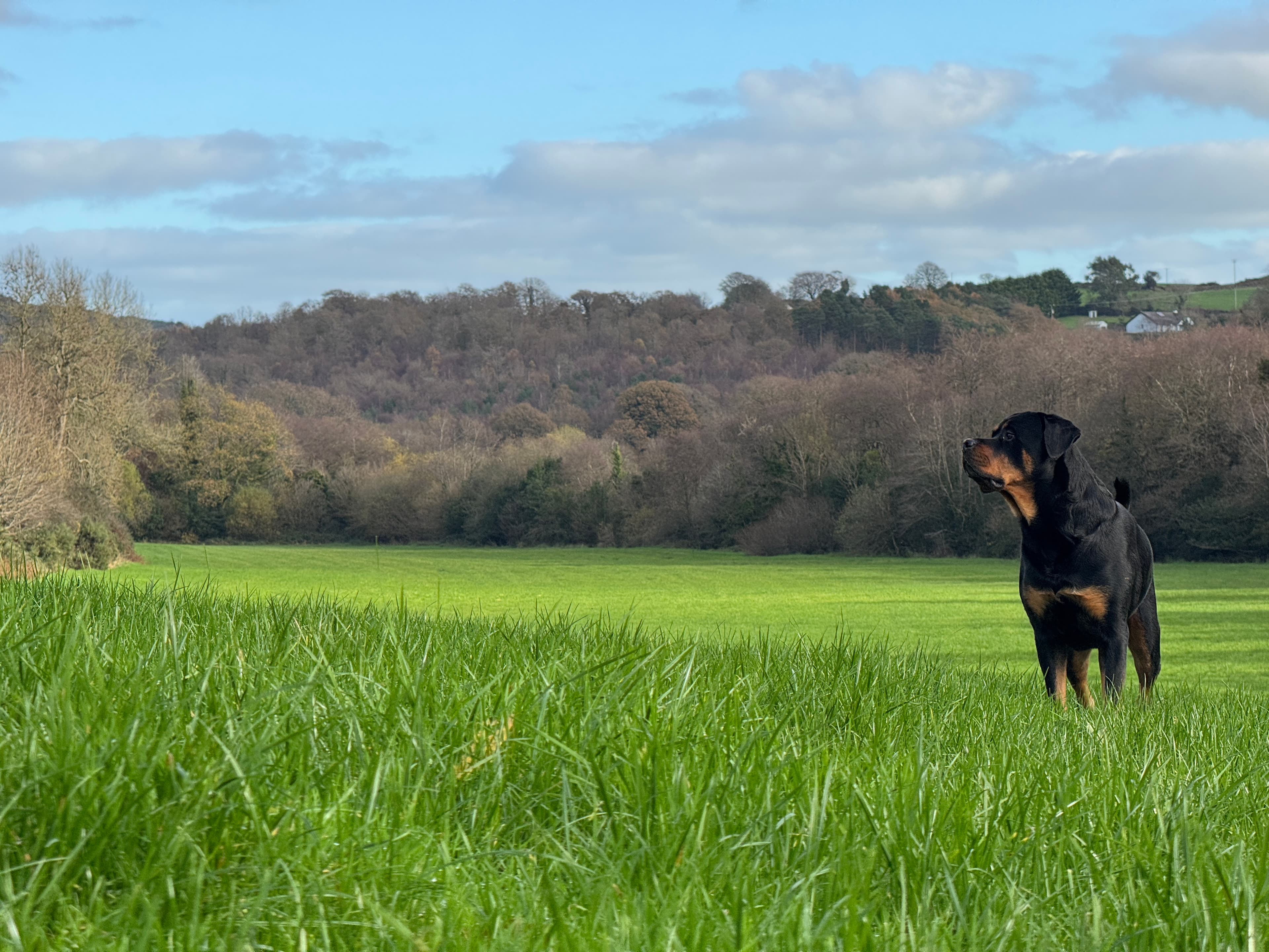 Vet assisting an animal