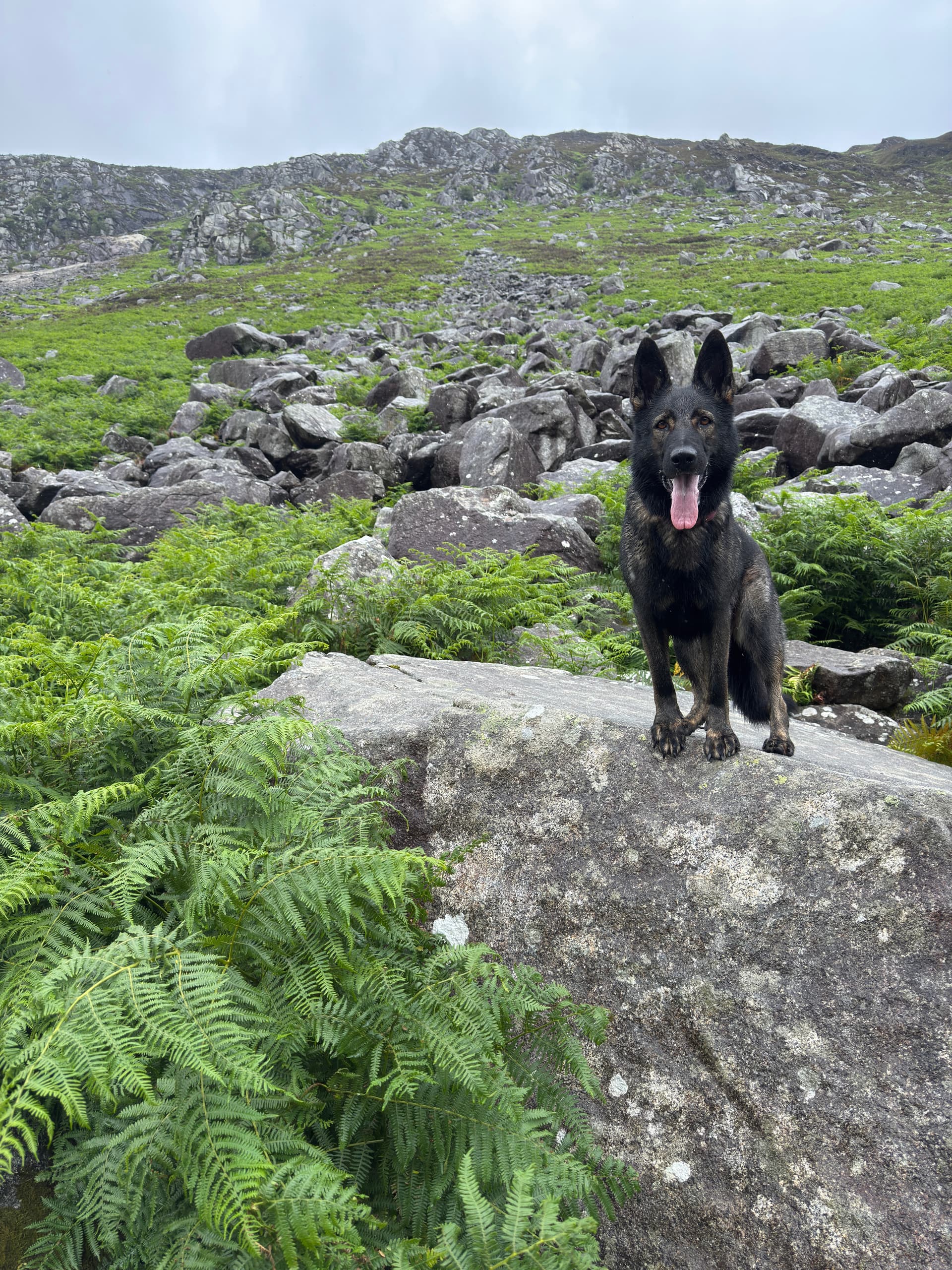 Dog sitting attentively on a trail