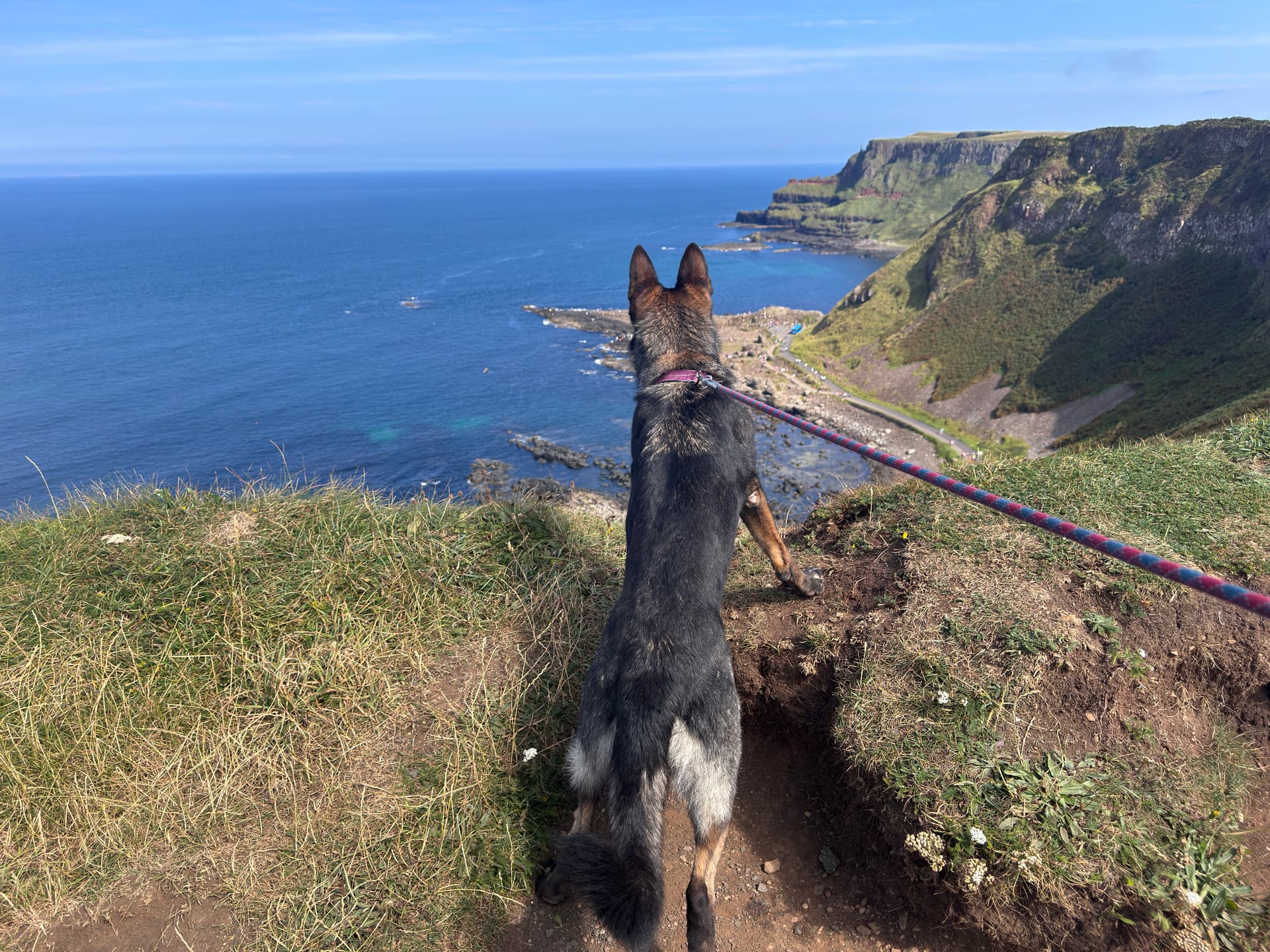 Group of dogs playing together outdoors