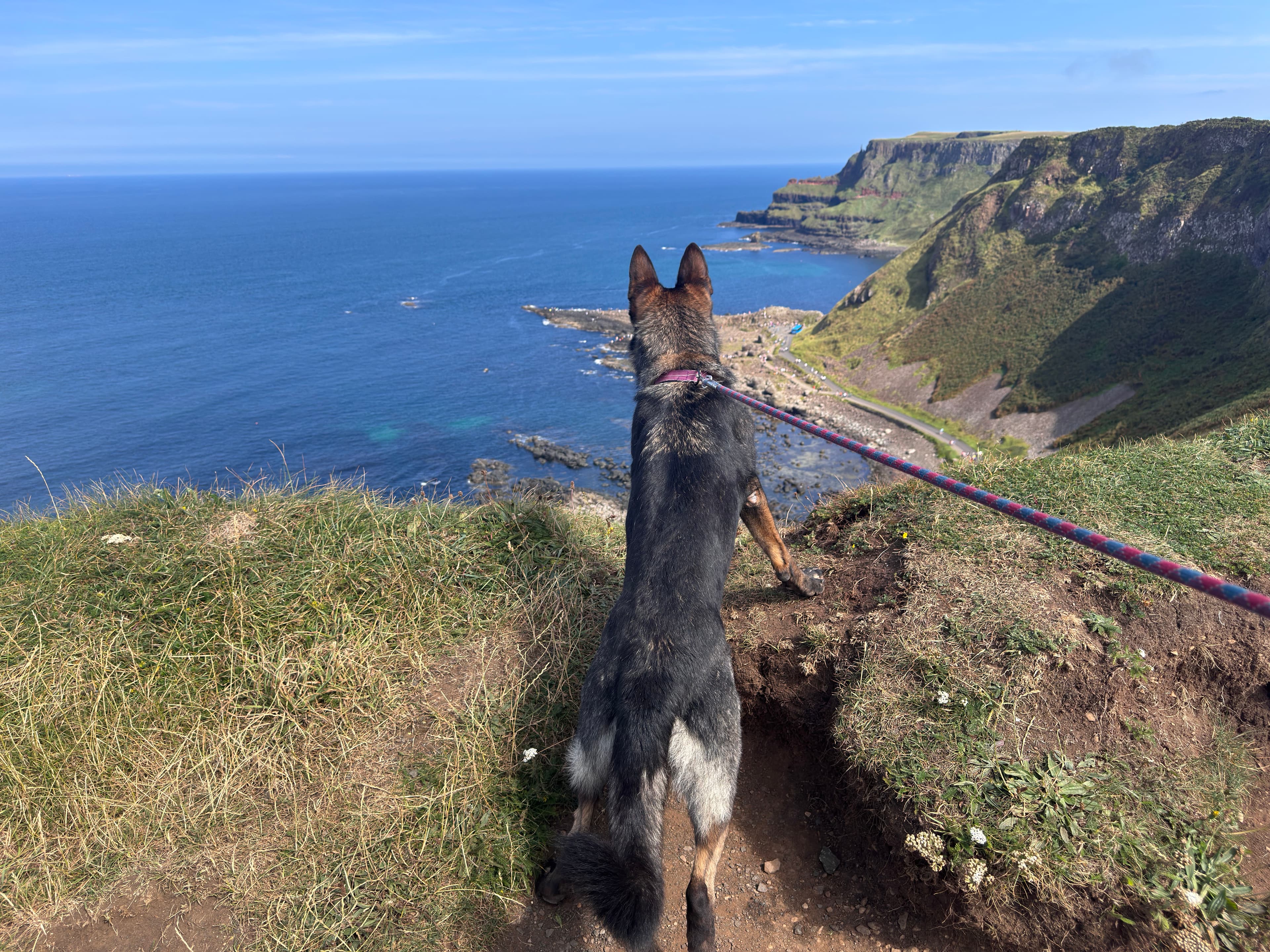 Group of dogs playing together outdoors