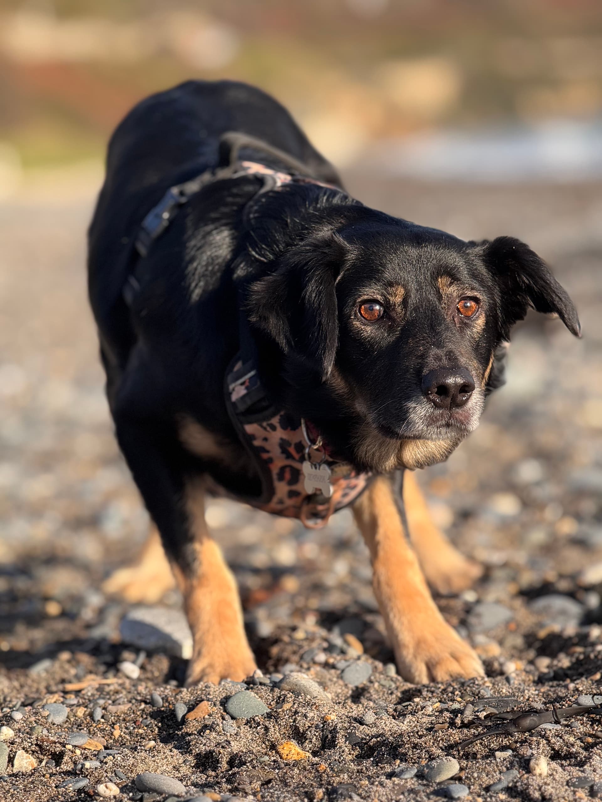 Dog enjoying a neighborhood walk