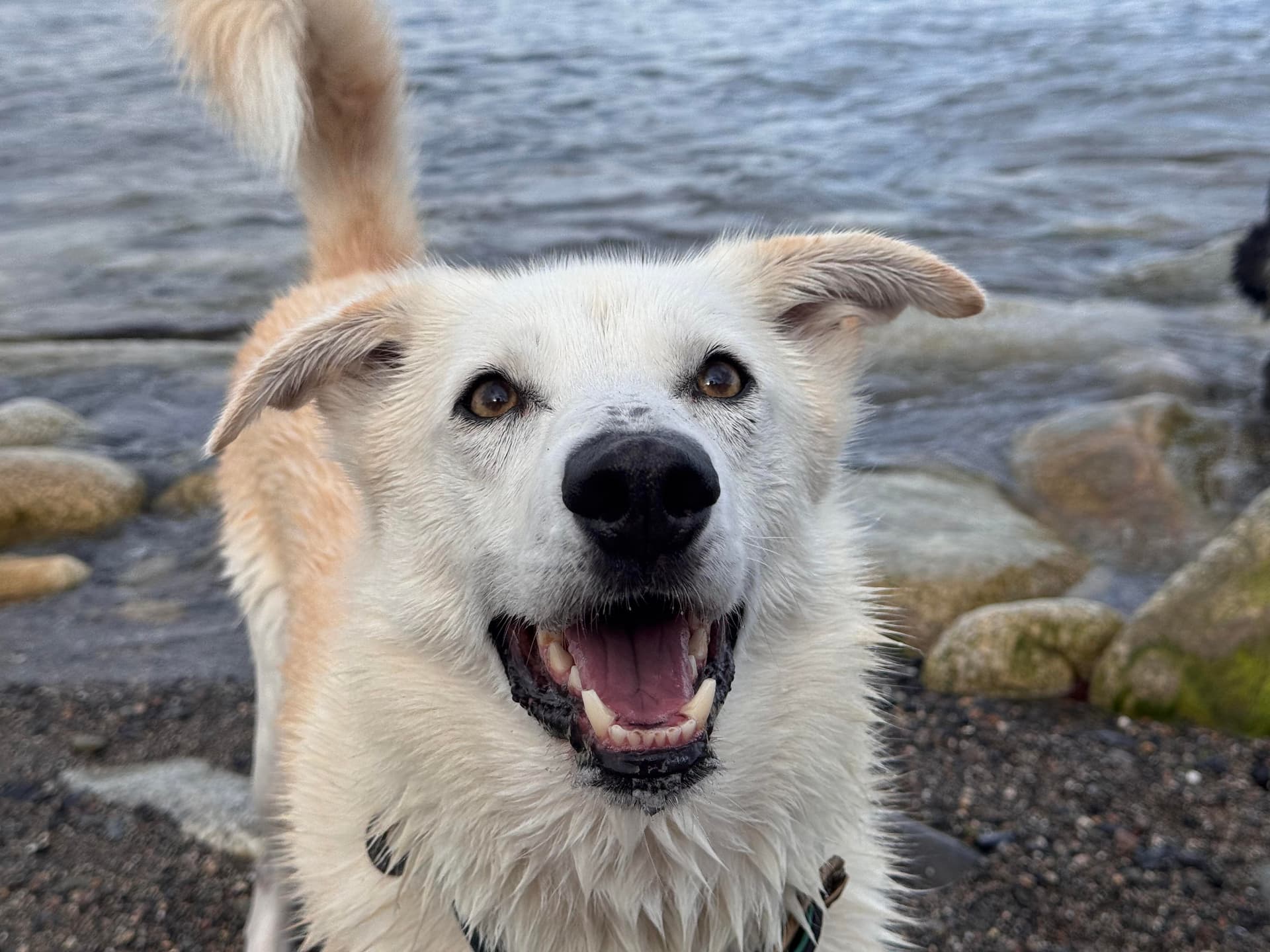 Compass - Alaskan Husky