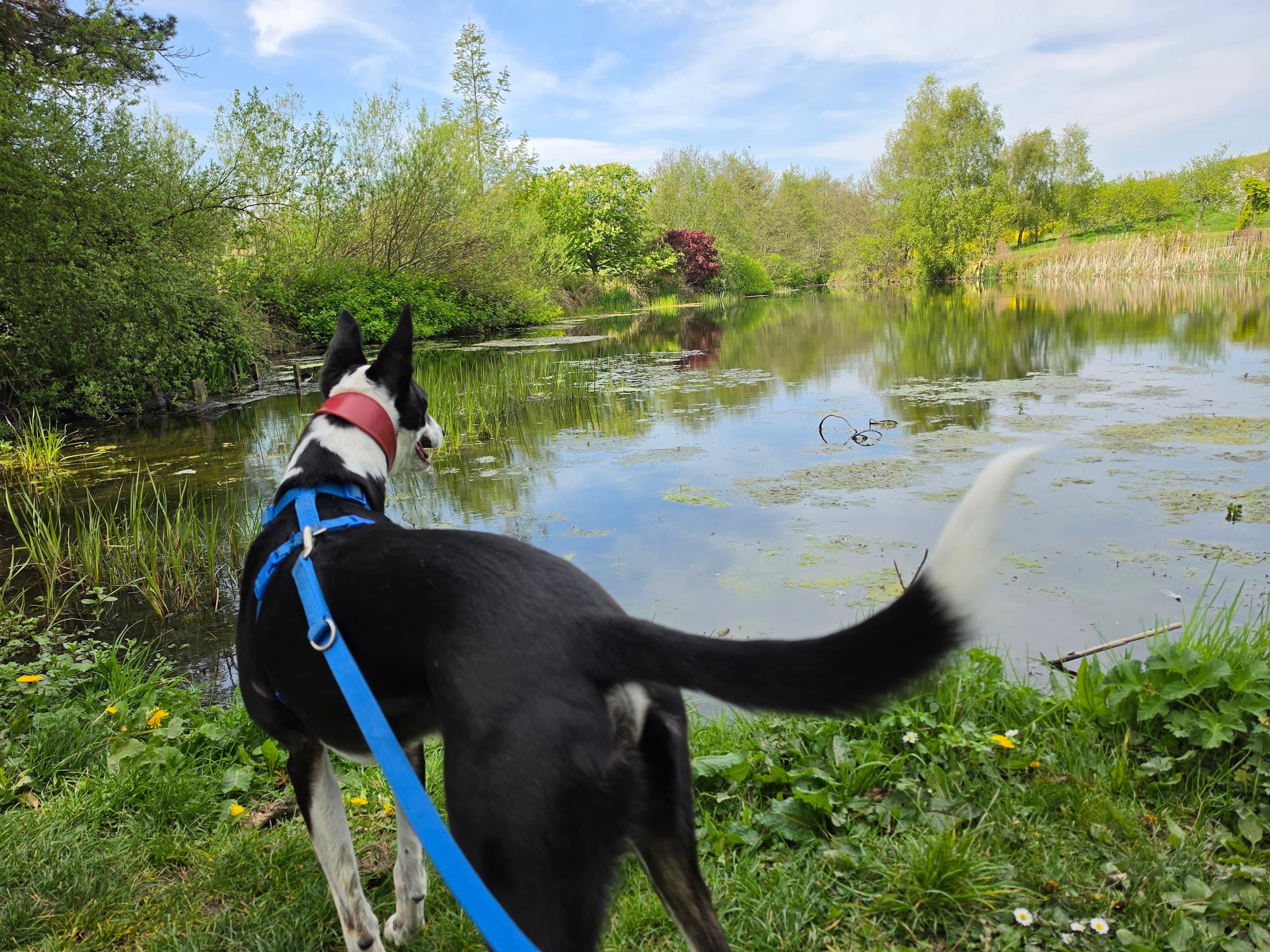 Dog enjoying a calm Jeroen & Paws walk