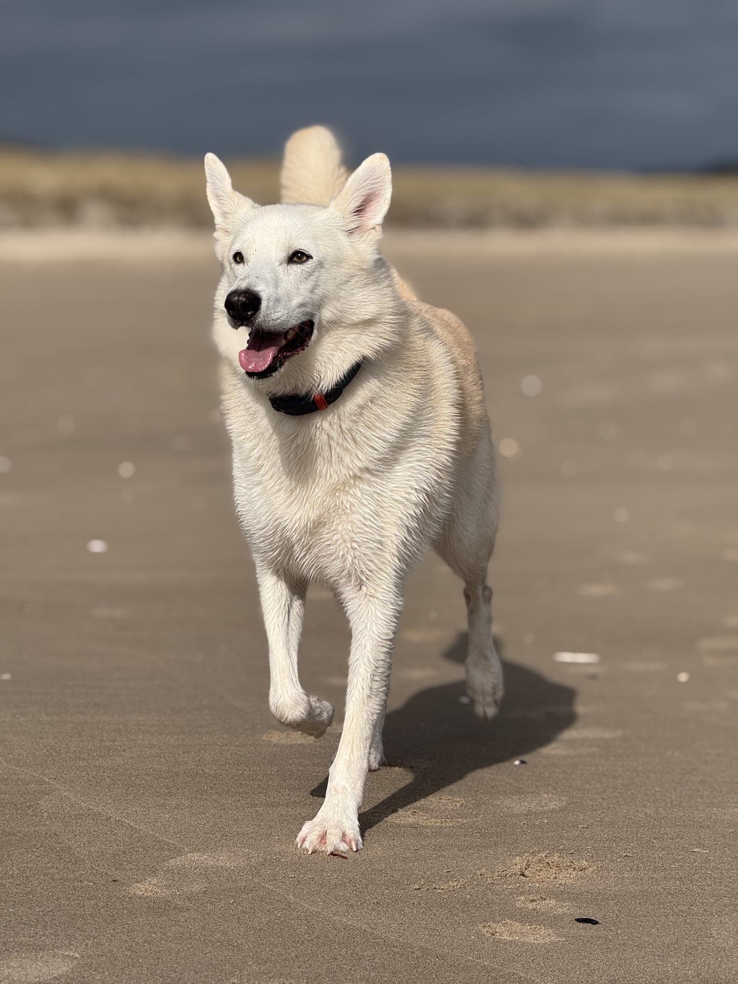 Focused dog during personalised training
