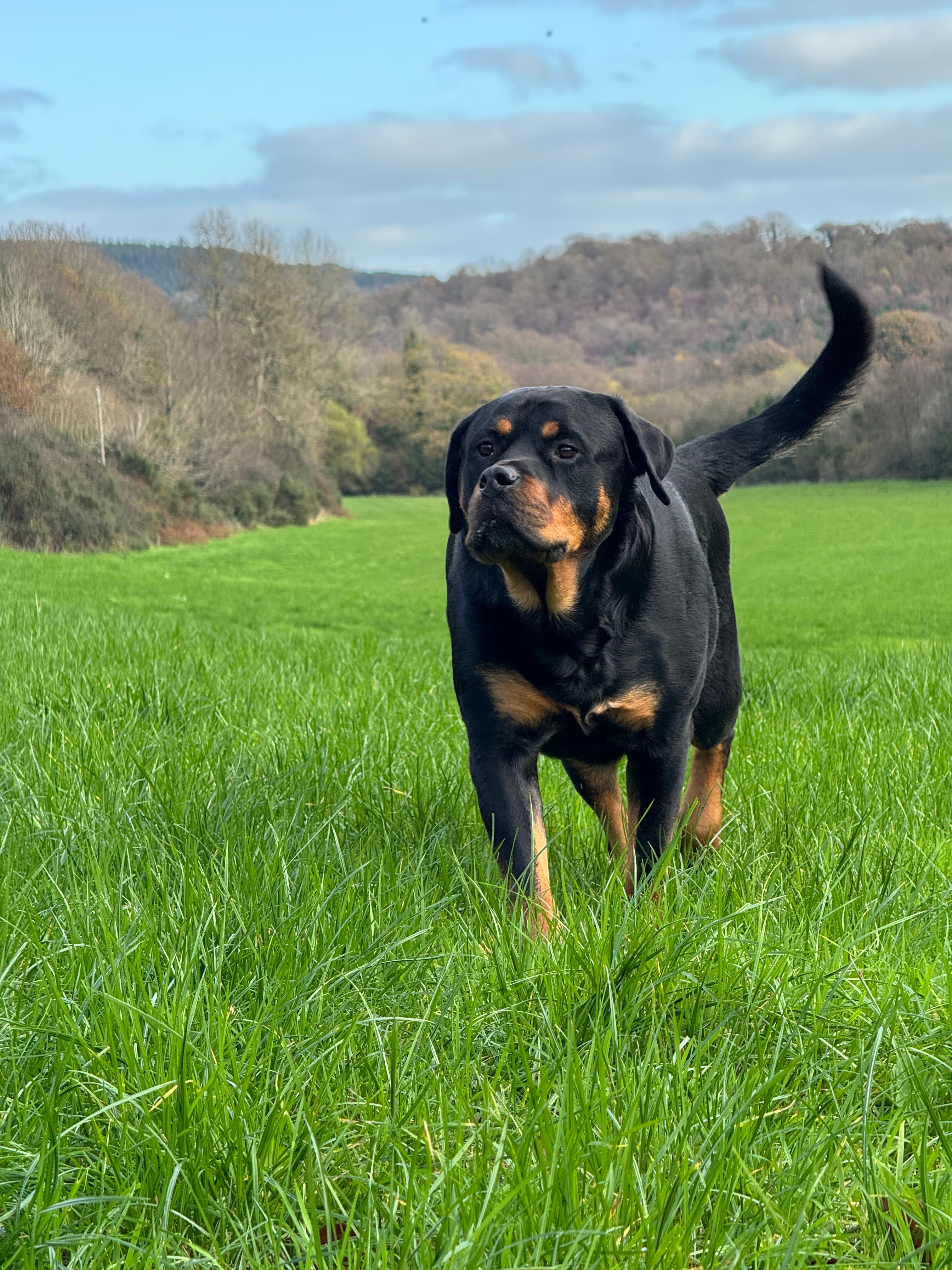 Dog training session in an outdoor setting