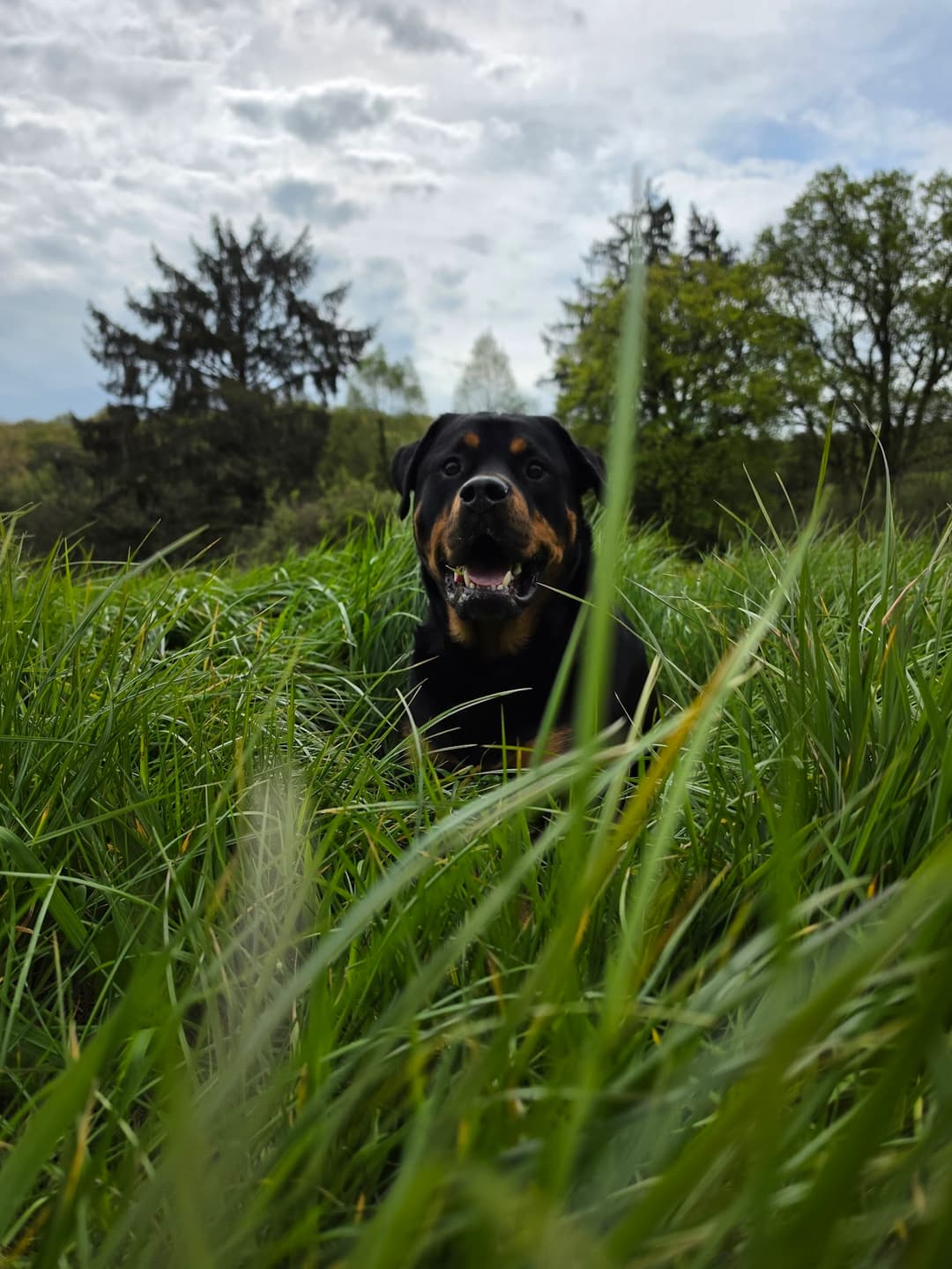 Quiet Forest Trails dog experience