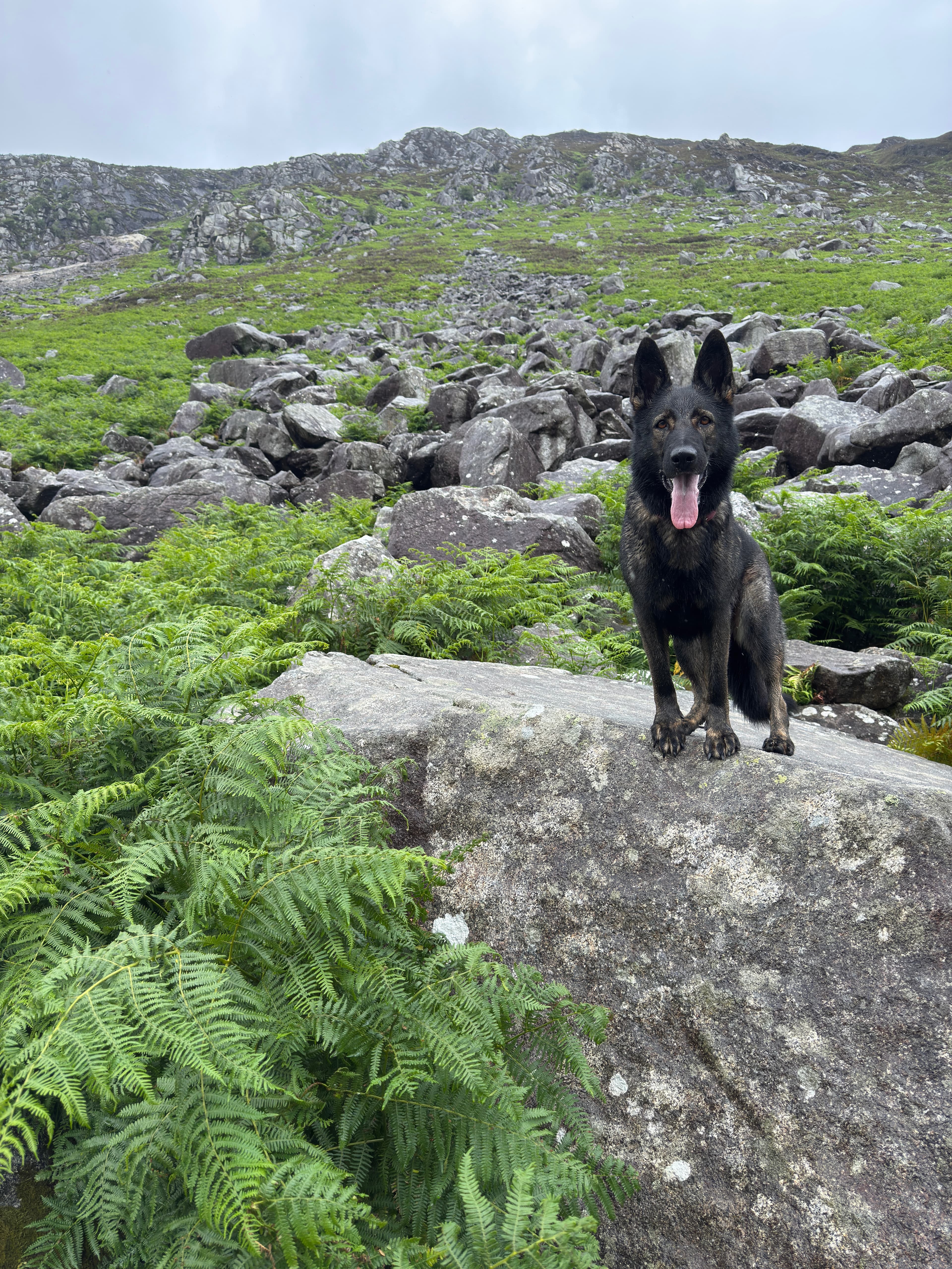 Dog exploring during a structured group outing