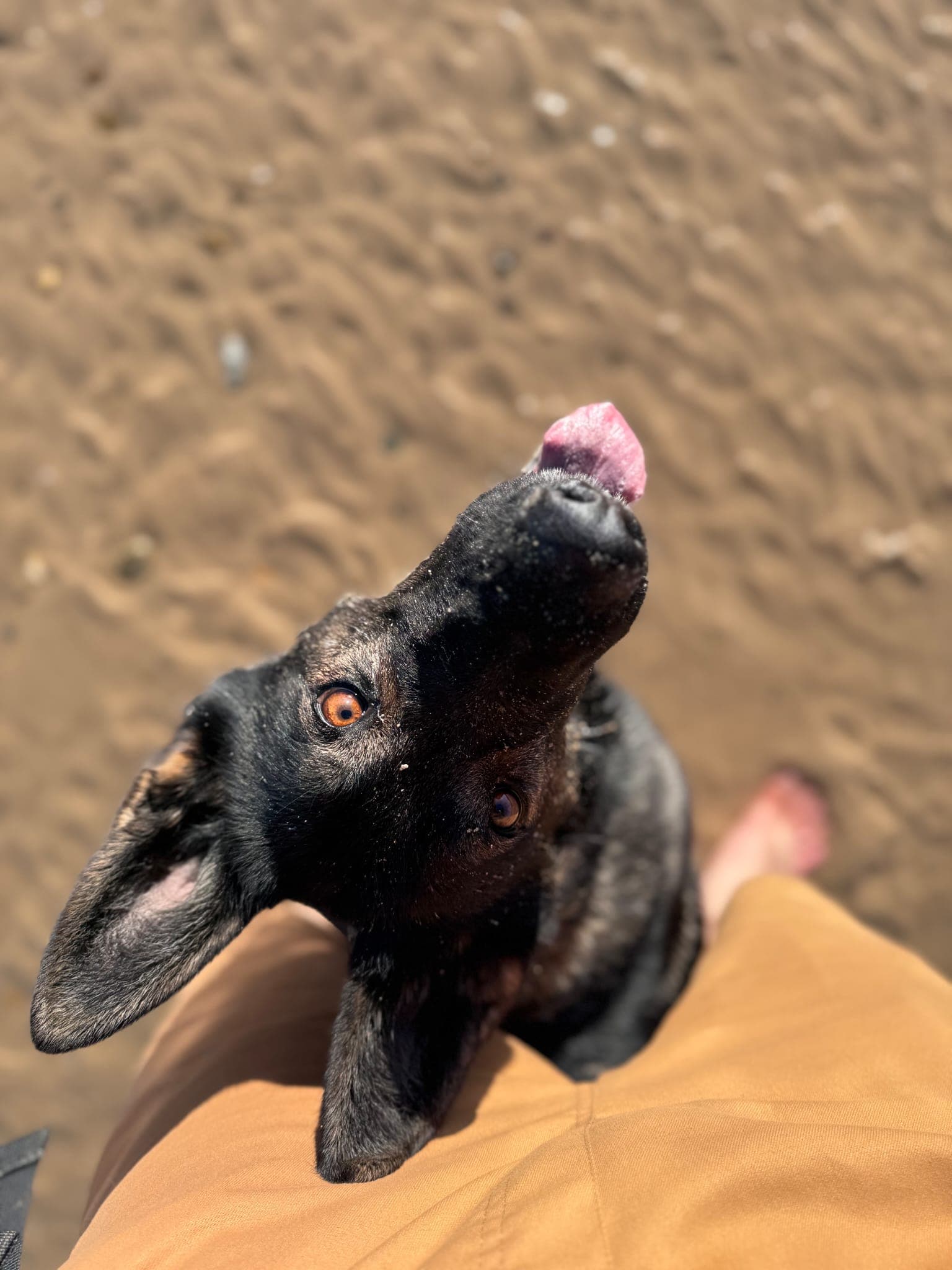 Outdoors dog care detail