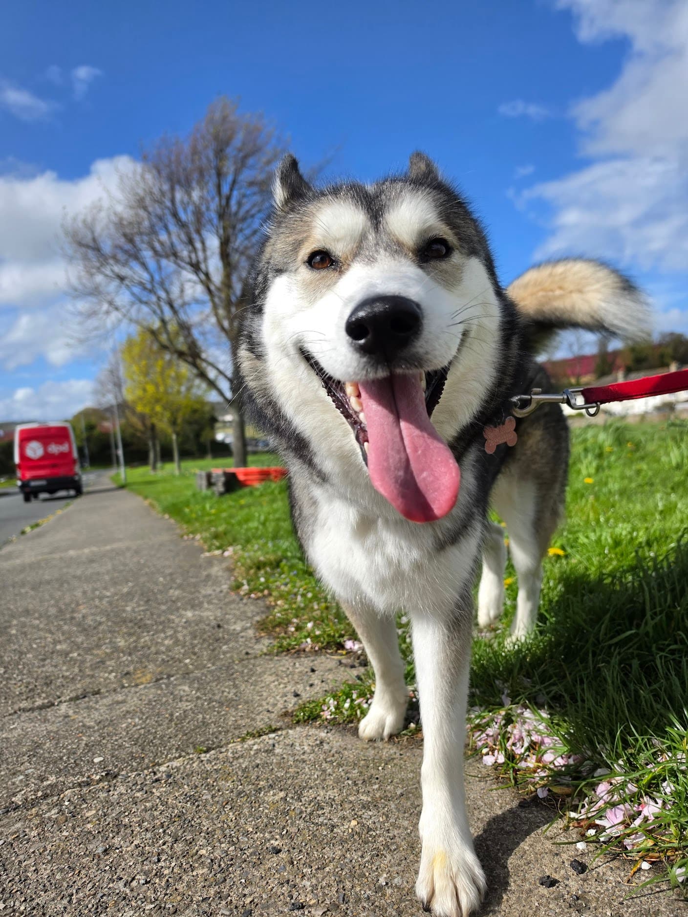 Dog receiving bespoke personalised care
