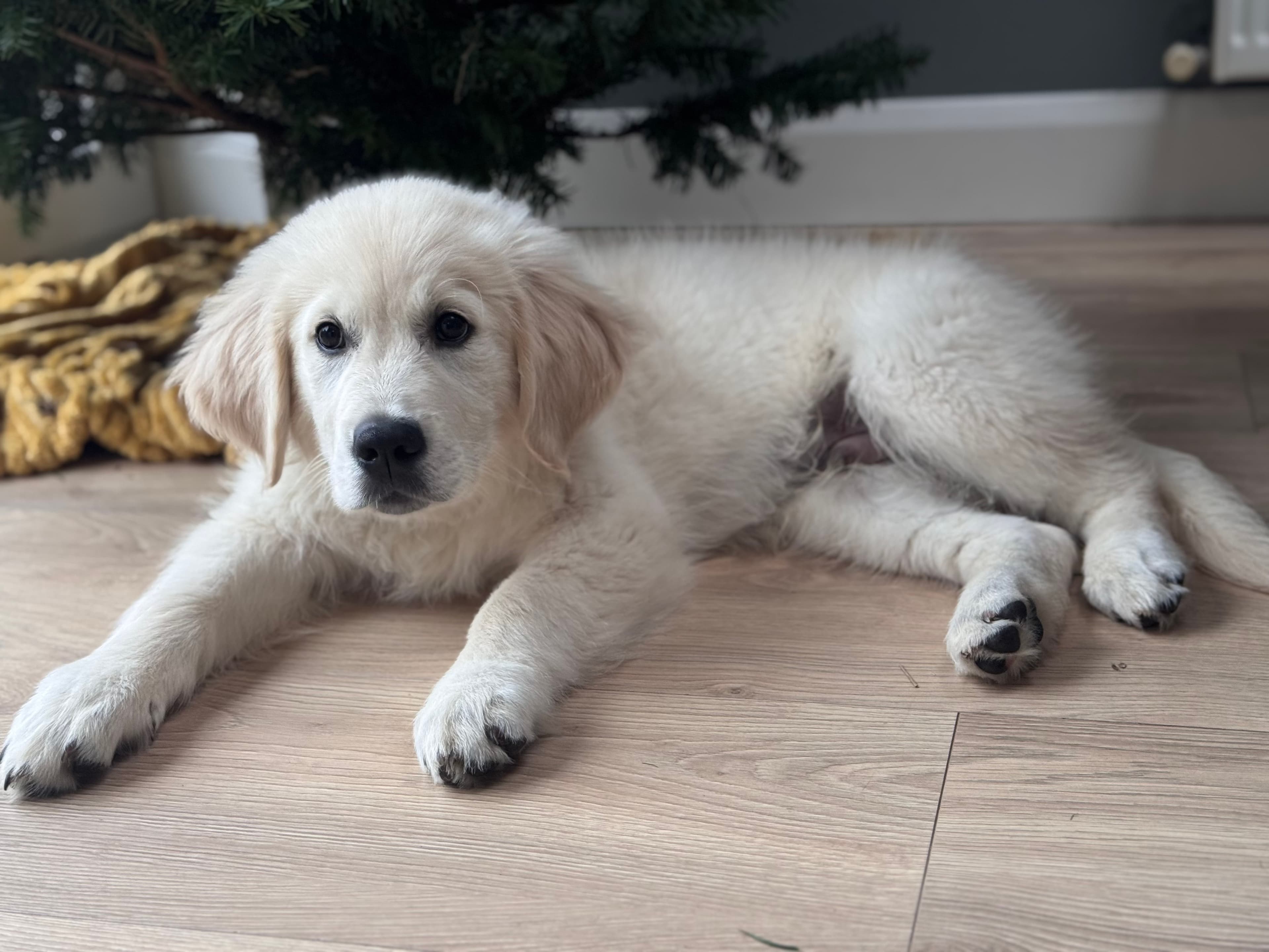 Dog resting comfortably during an overnight stay