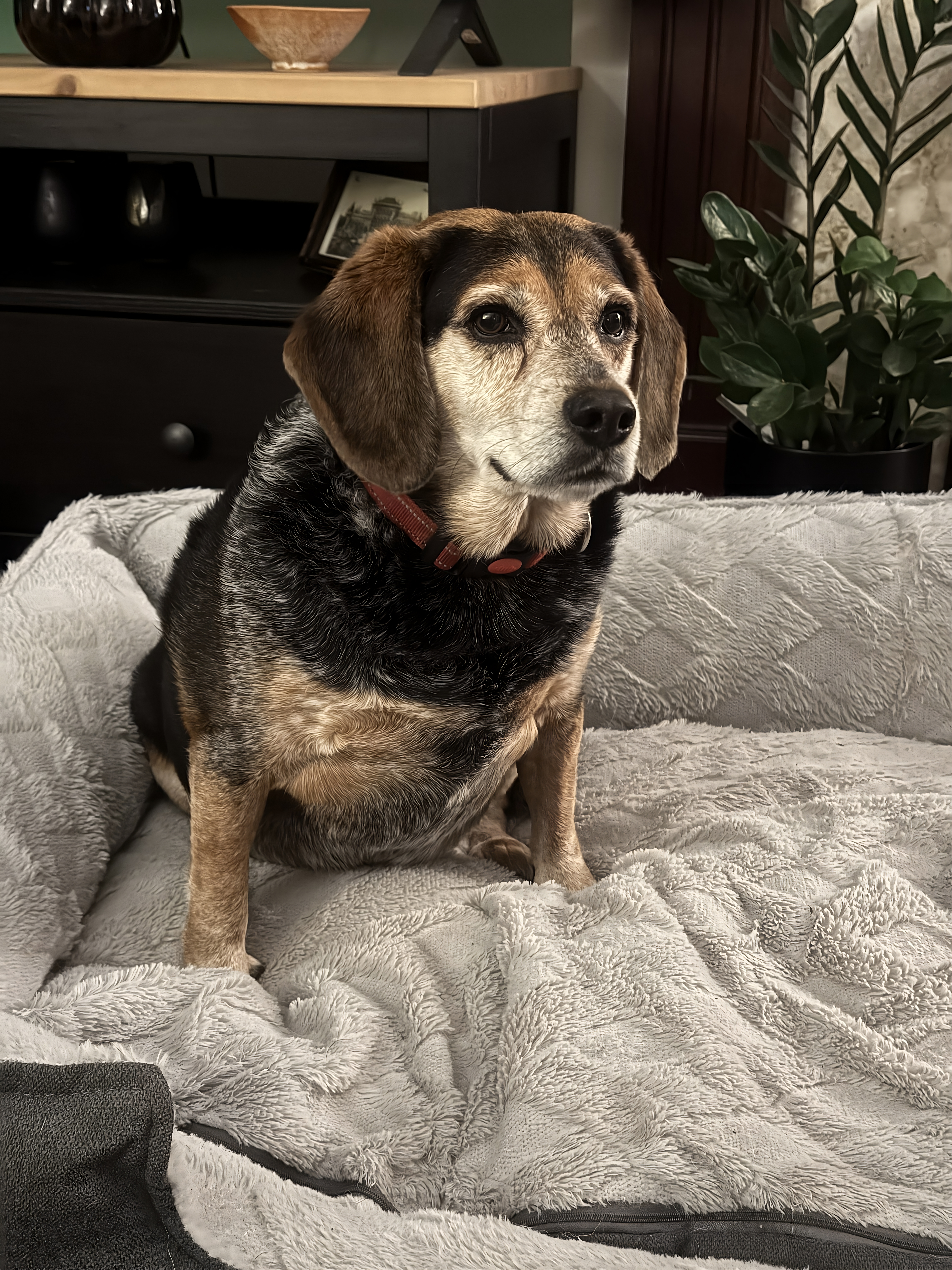 Dog resting comfortably indoors