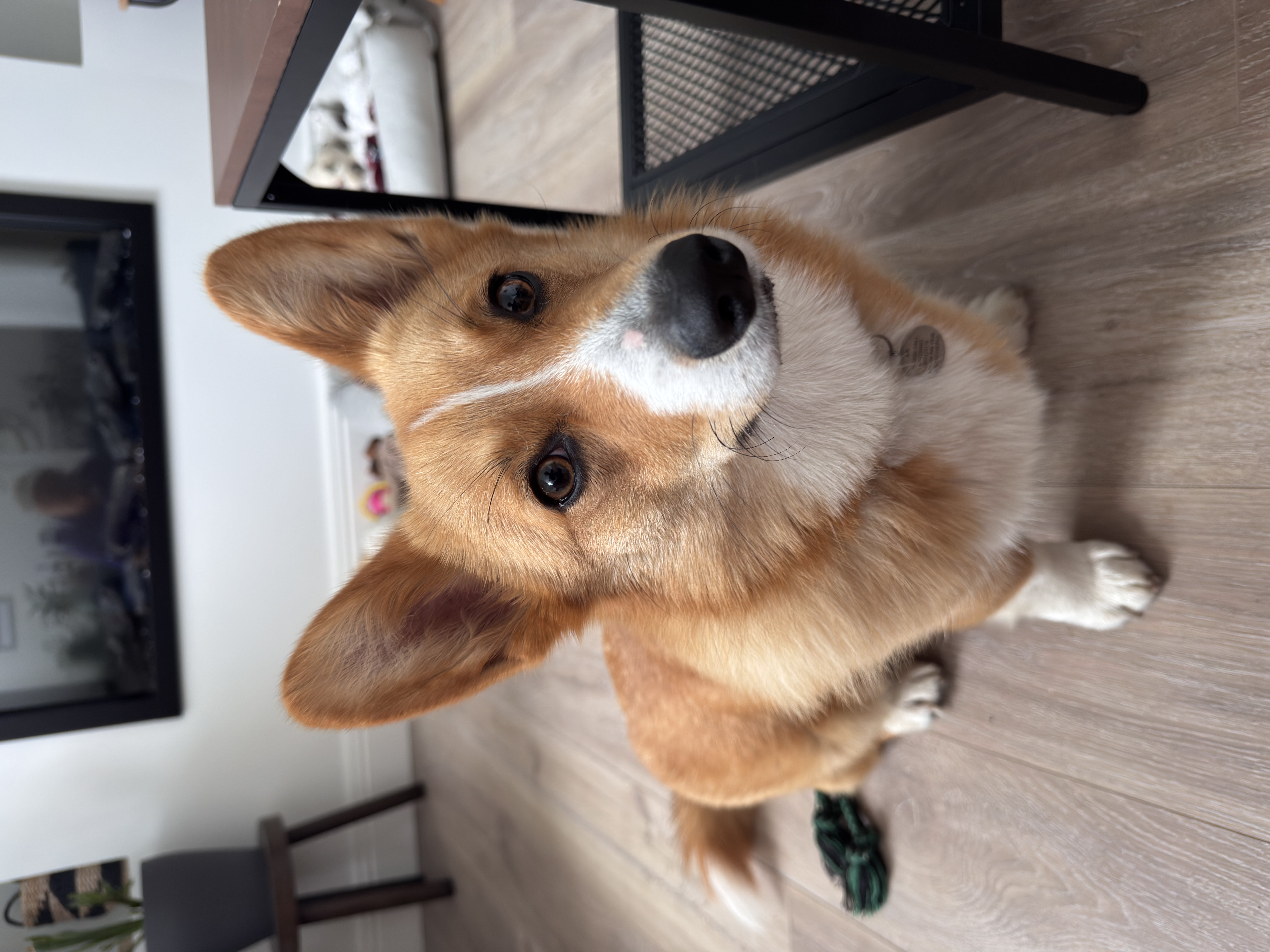 companion lying indoors