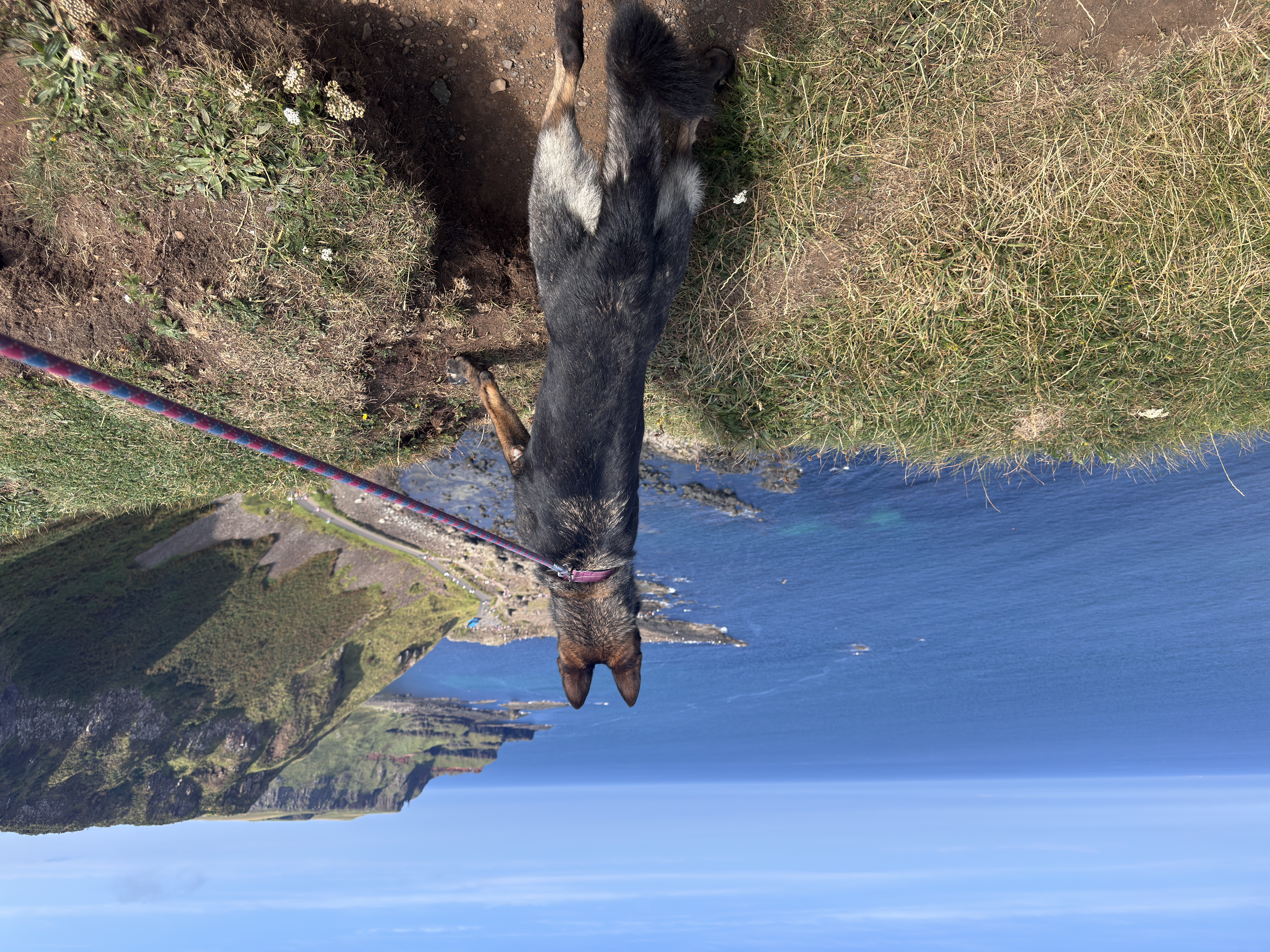 dogs walking on a lead outdoors