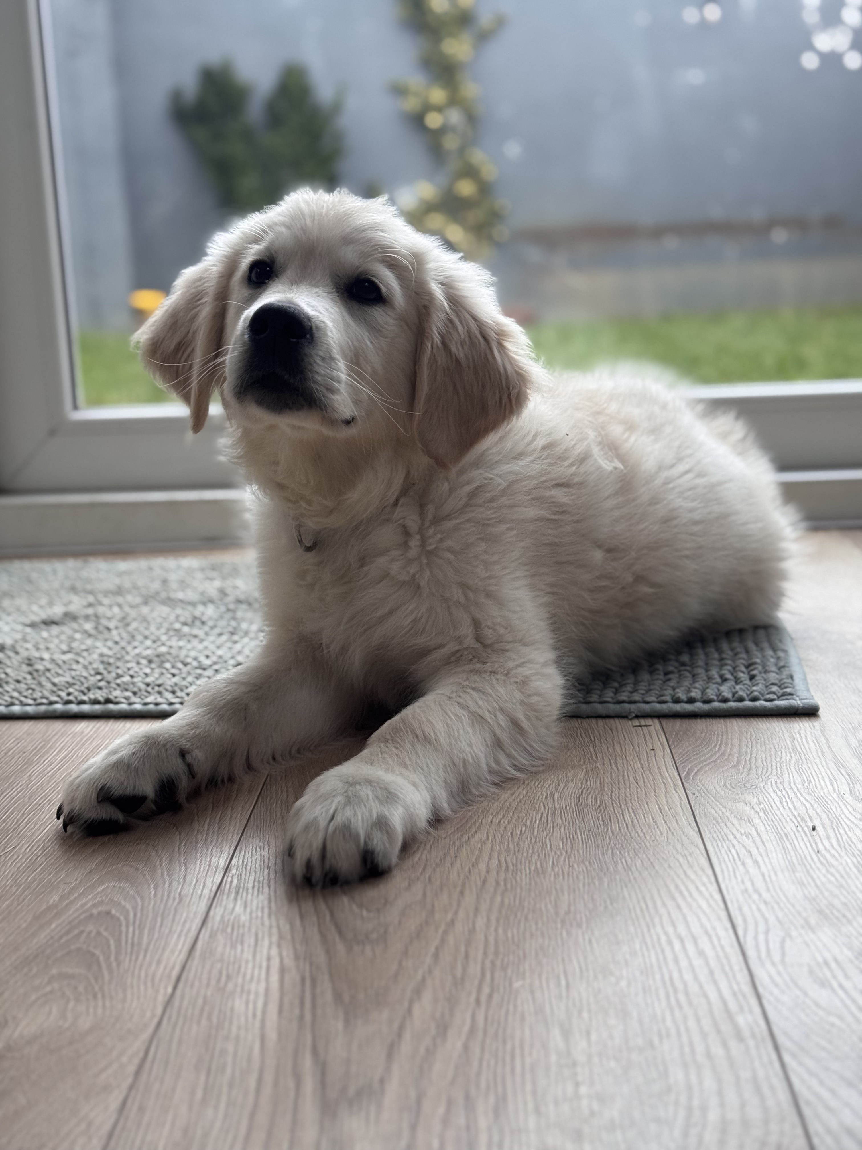 companion indoors beside trainer